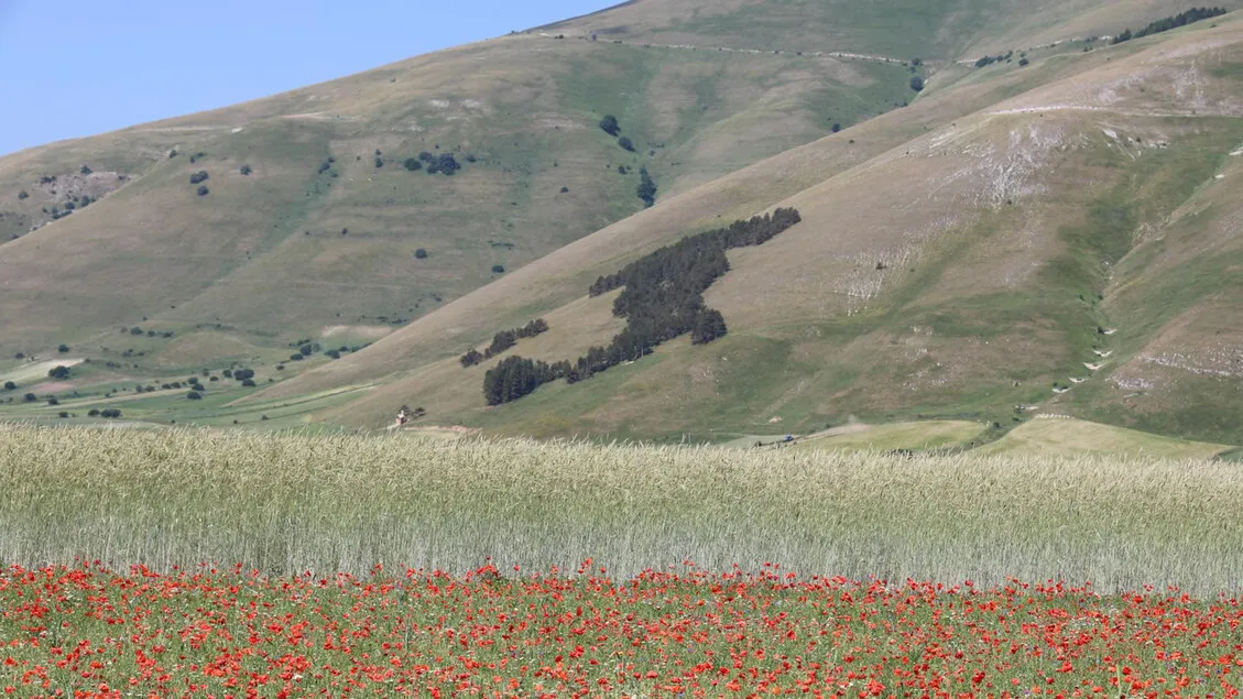 Castelluccio di Norcia: il Caldo Arresta la Fioritura