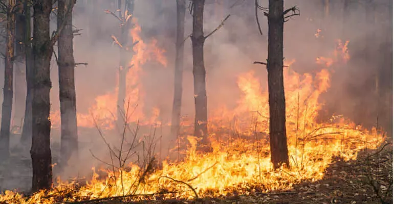 Piemonte: Rischio Incendi Boschi in Massima Pericolosità - Dichiarata la Situazione di Emergenza