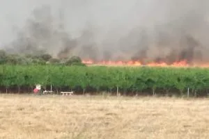 Salento: Ulivi Secchi e Rischio di Incendi
