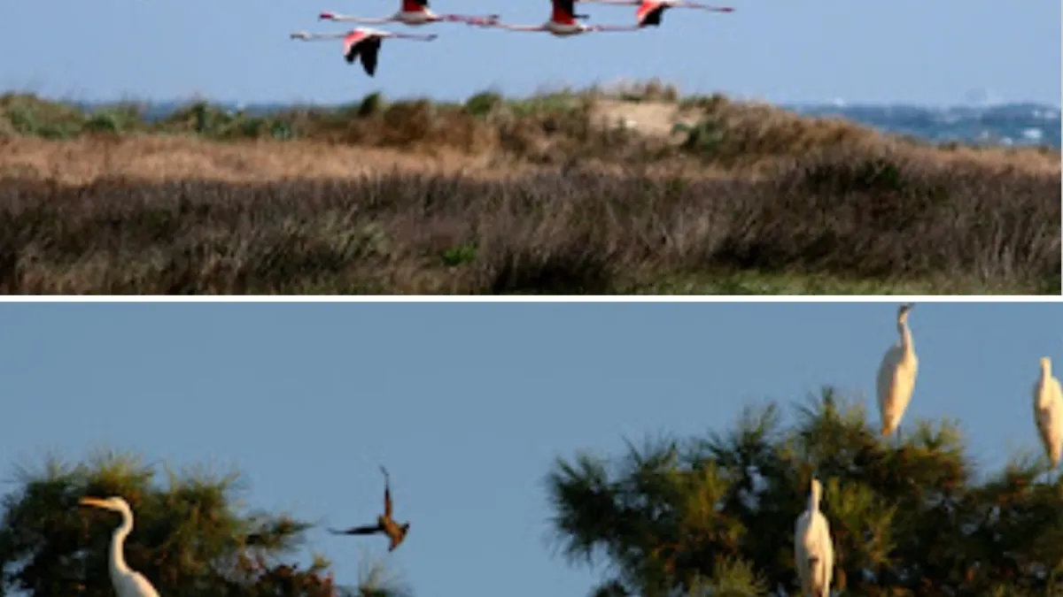 Birdwatching Interattivo: Binocolo AI Rivoluziona l'Osservazione degli Uccelli nel Delta del Po