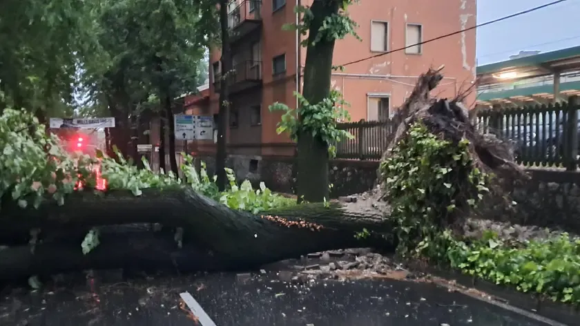 Pordenone, Albero Caduto in Zona Stazione a Causa del Maltempo