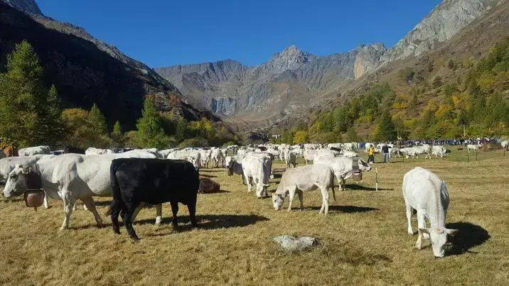 Fiera Zootecnica di Bellino - Luinedì 10 Ottobre