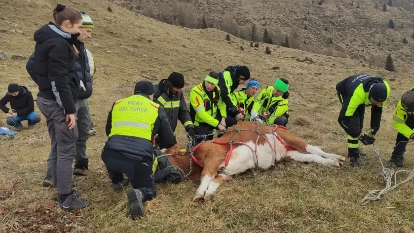 Orso Attacca Mucche: Cinque Morti in Dirupo