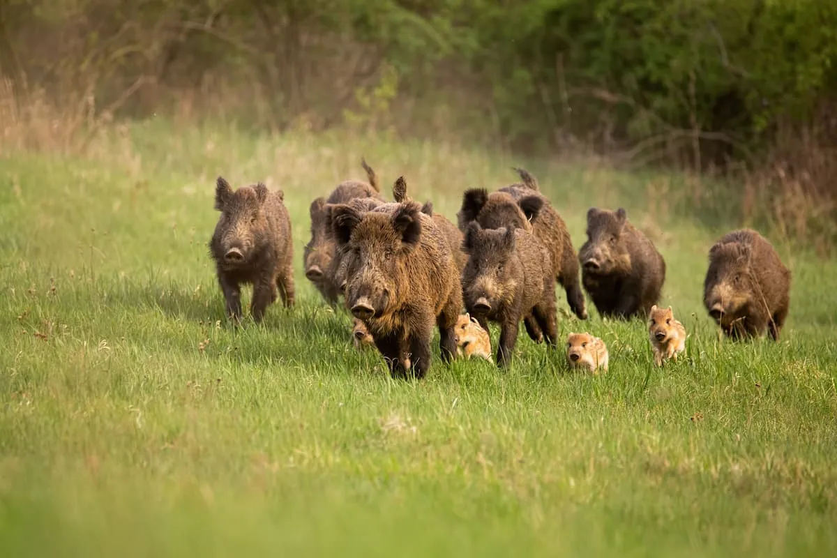 Peste Suina Africana: Abbattimento in Controllo in Piemonte per Proteggere il Patrimonio Zootecnico