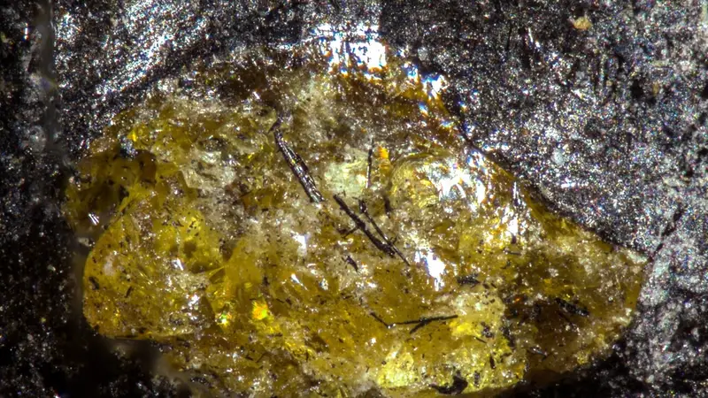 Scoperta Ambra di 385 Milioni Anni in Cina