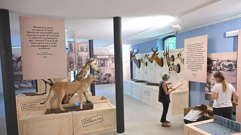 Museo di Storia Naturale di Udine Riapre con Mostra ‘Trofei d’Oltremare’