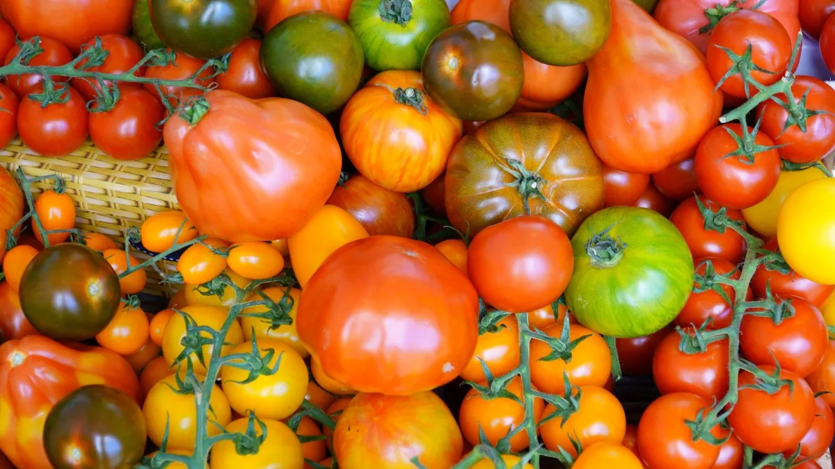 Pomodori: Storia, Coltivazione e Varietà - Guida Completa