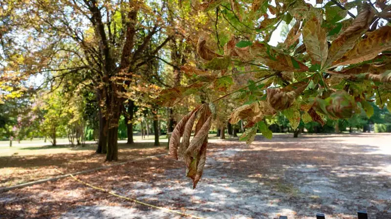 Autunno Anticipato: Il Fogliame Precoce e la Crisi delle Piante