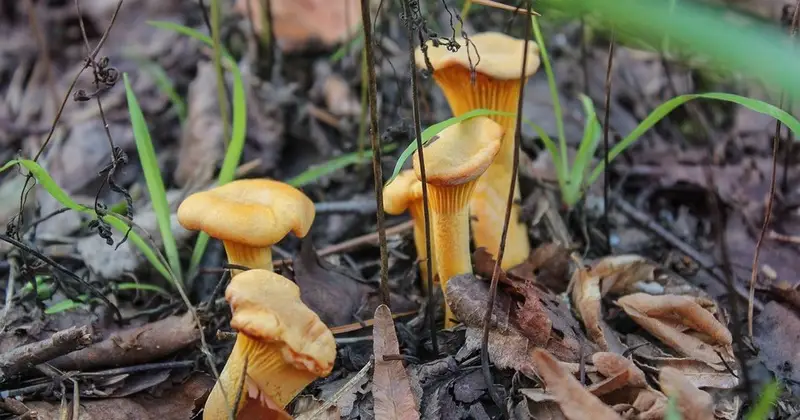 Raccolta di Funghi in Funes: Regolamentazioni Locali e Tasse