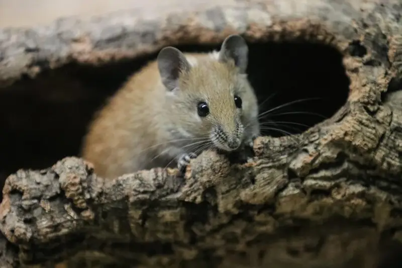 Virus Junin: Allarme in Argentina – Casi Triplicati in Cinque Anni