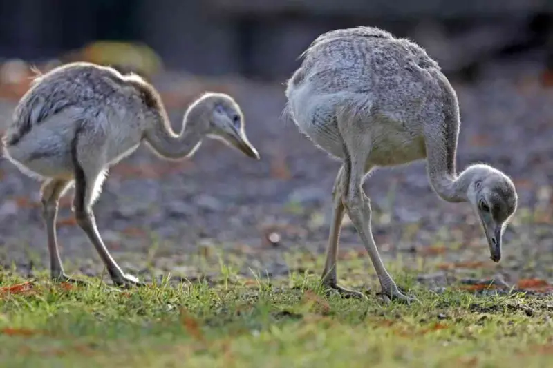 Cani Inseguono e Uccidono Emu Domestico: Proprietaria Riconosciuta Colpevole