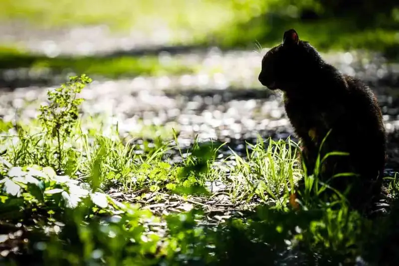 Donna del Colorado Incriminata per la Morte di Gatto Vicino