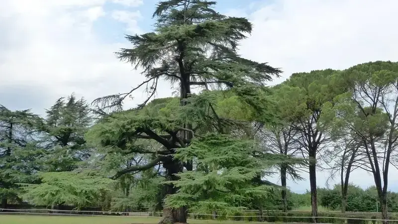 Gradisca, il Comune Affida Perizia Specialistica per la Stabilità dei Cedri Monumentali della Spianata
