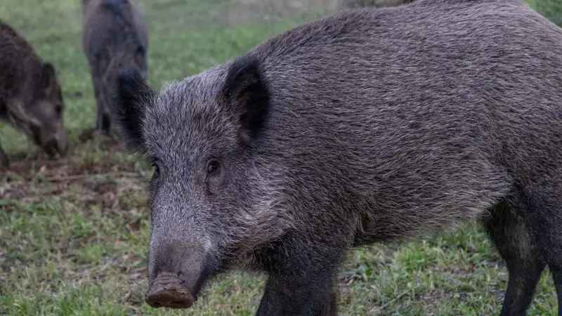 Incidente con Cinghiale: La Regione Risponde per Danni