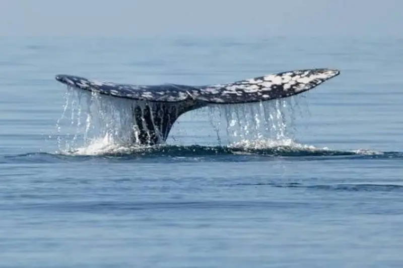Islanda: Ripartenza della Caccia alle Balene Dopo Due Anni, Accese Polemiche