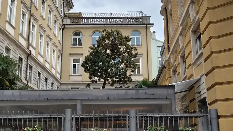 Magnolia di Via Coroneo: Radici Compromesse, Destino Appeso a un Filo