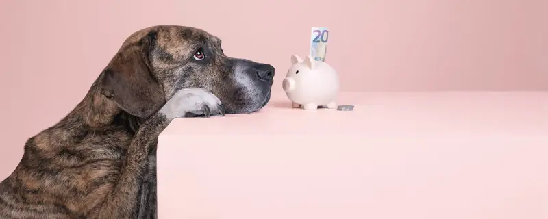 Pet Economy in Crescita: L'Italia Supera l'Uomo, un Mercato da 5 Miliardi