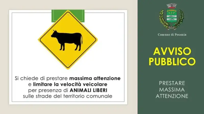 Pocenia, allarme tori scappati: strade in sicurezza