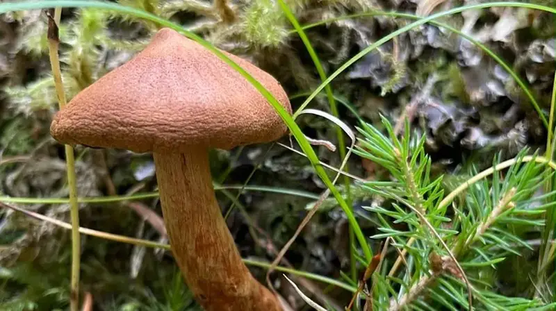 Intossicazioni da Funghi in Aumento nel Friuli Venezia Giulia: Attenzione alla Raccolta e alla Cottura