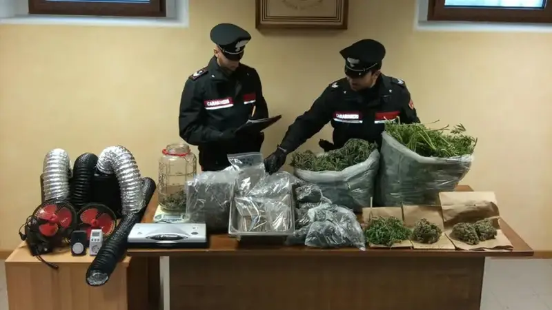 Verzegnis: Carabinieri Sequestrano 9 kg di Marijuana e Arrestano un Uomo