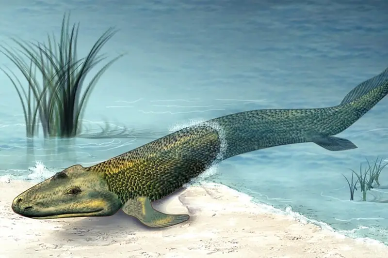 Nuovi Studi Suggeriscono che gli Animali Potrebbero Essersi Evoluti Prima del Previsto