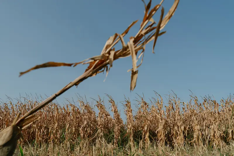 Grano d'Europa a Rischio: Siccità e Cambiamenti Climatici Minacciano i Raccolti