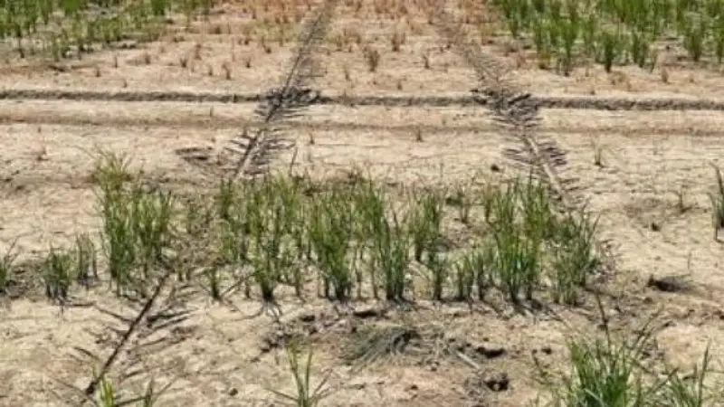 Crollo dei Prezzi: Latte, Riso e Olio in Calo del 20%