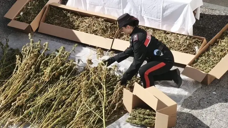Maniago: Sequestrati 28 Chili di Marijuana, Arrestato un Uomo